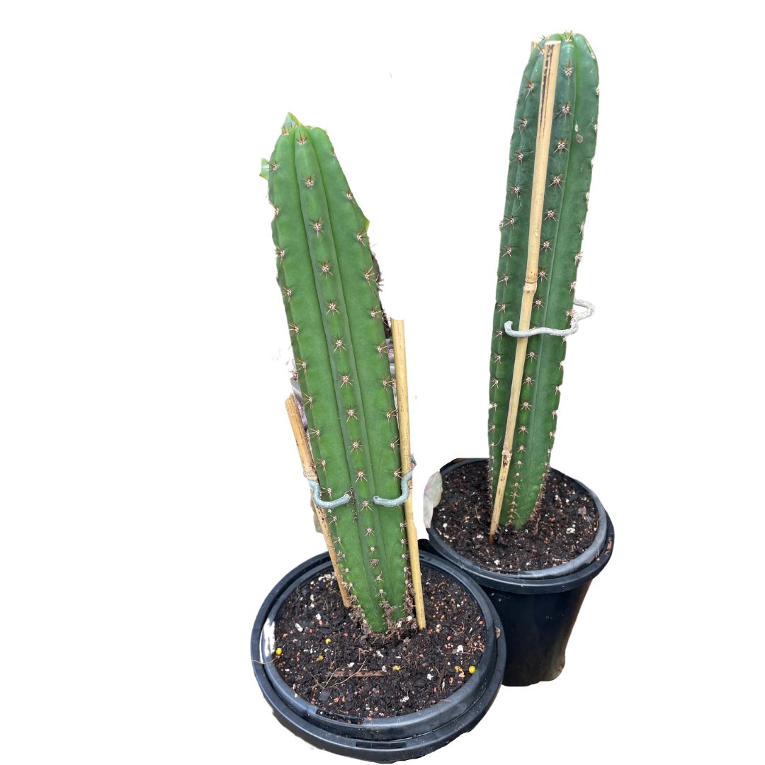 san pedro cactus bunnings Cereus Cactus (pick up only) – Wera Plants