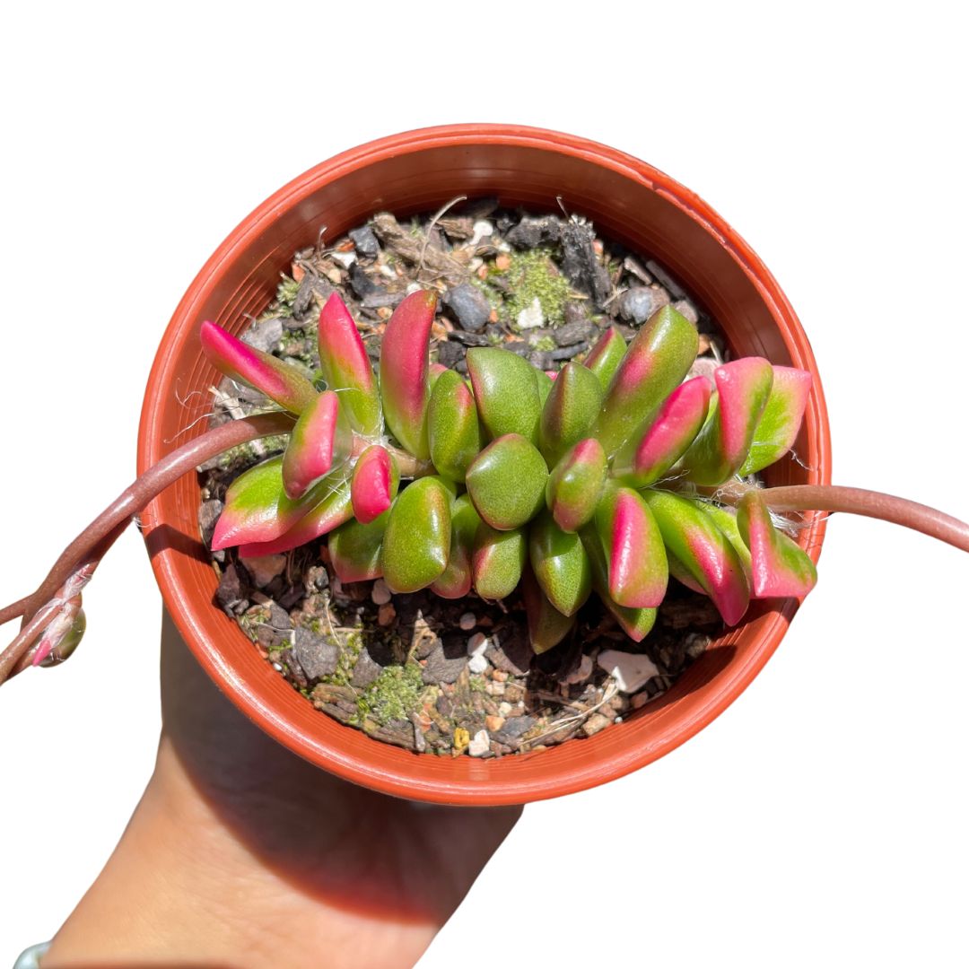 sunrise succulenyt anacampseros