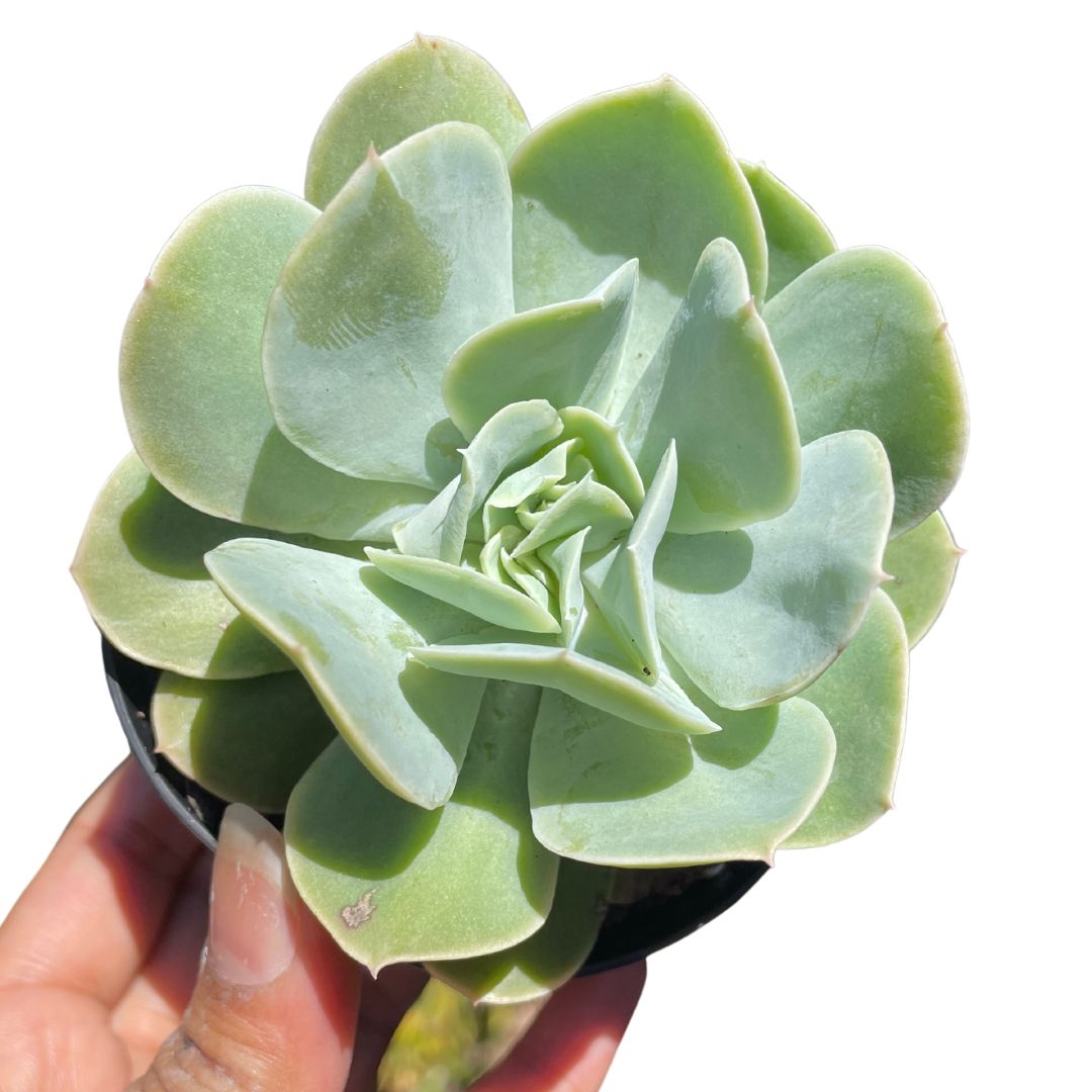 succulent runner Echeveria Blade Runner – Wera Plants