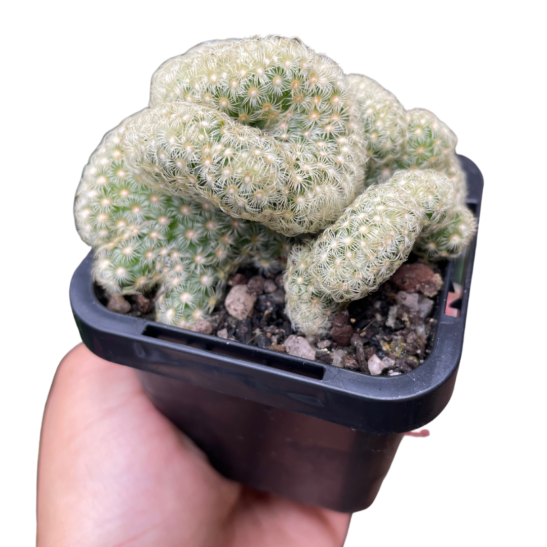 succulents brain cactus Brain Cactus (Mammillaria elongata 'Cristata') – Care Tips & Pet Safety – Wera Plants