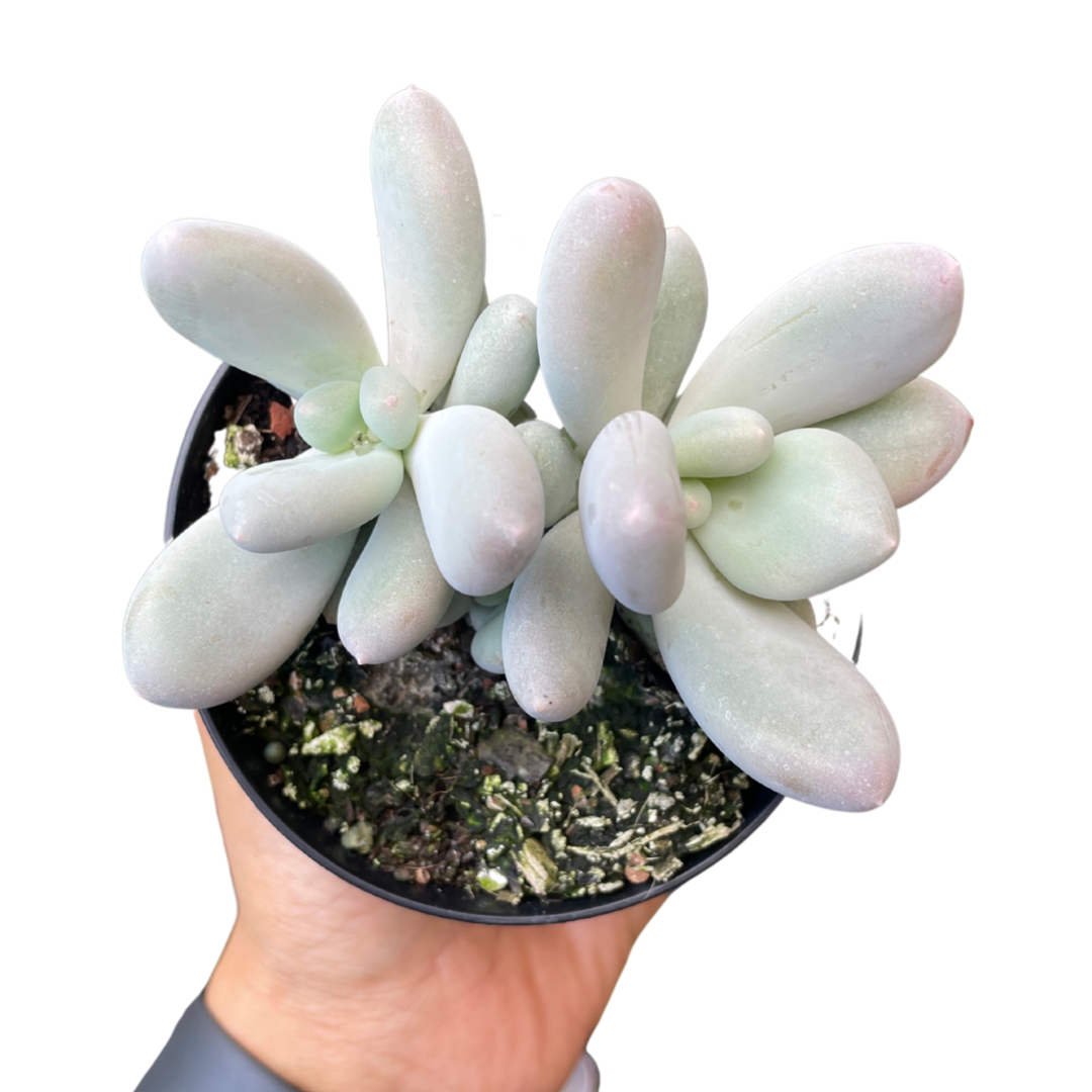 Pachyptum Blue Haze - Wera Plants