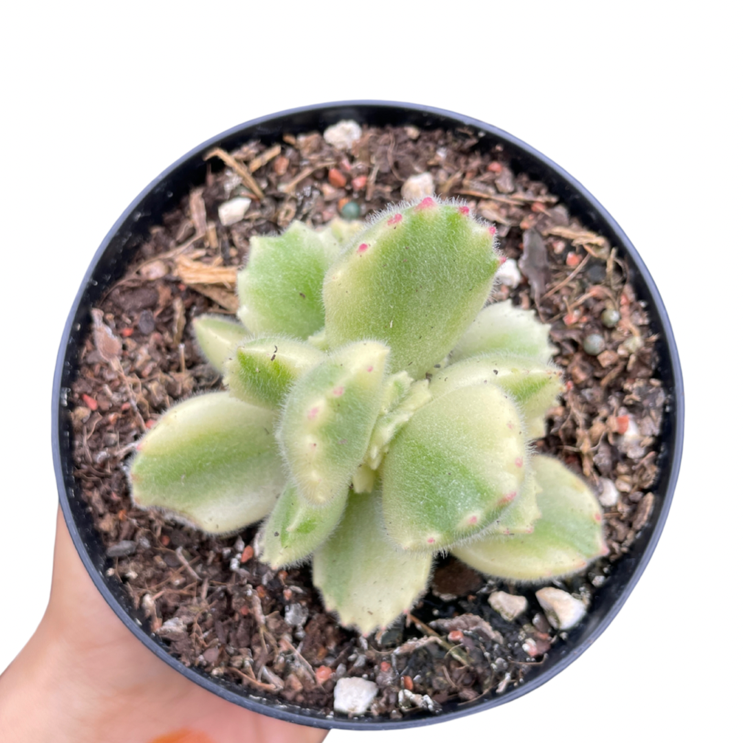 Cotyledon Tomentosa Bear Paws White Variegated - Wera Plants