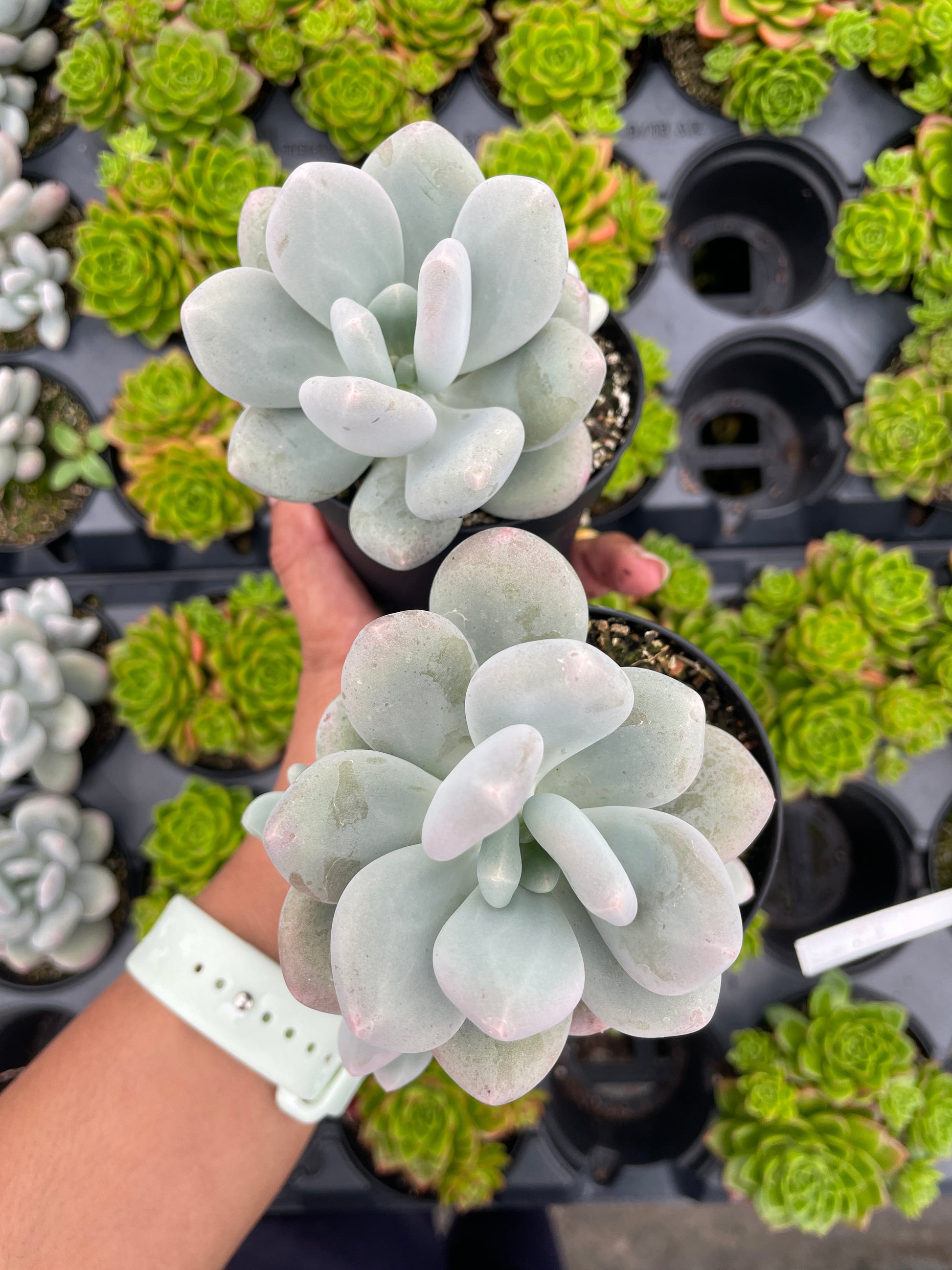 Pachyptum Blue Haze - Wera Plants