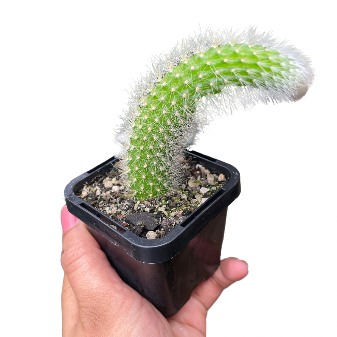 Monkey’s Tail Cactus - Wera Plants