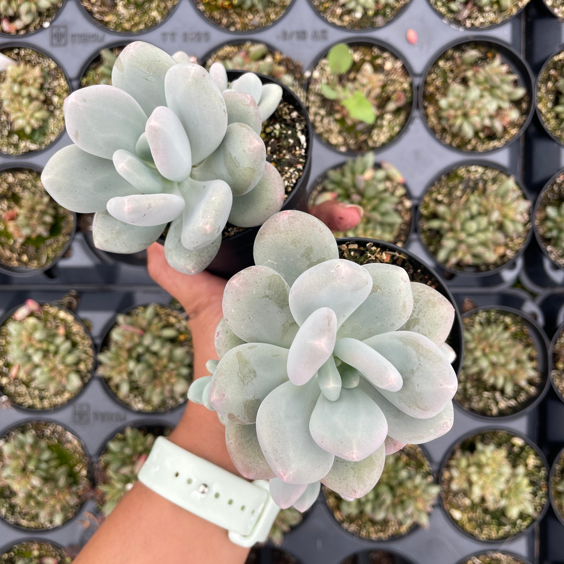 Pachyptum Blue Haze - Wera Plants