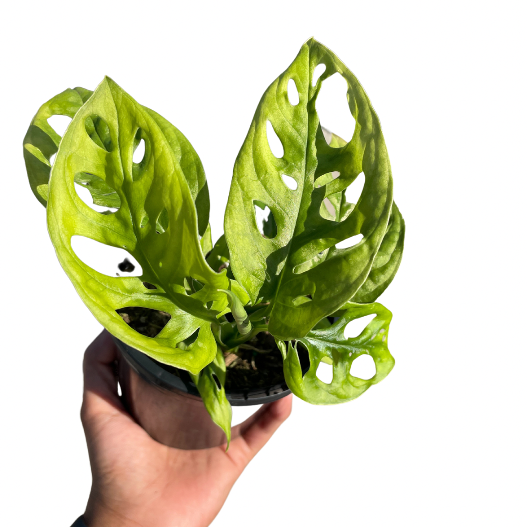 Monstera Lechleriana Monkey Mask - Wera Plants