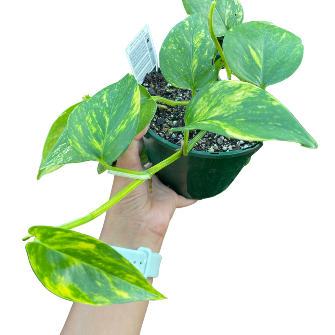 money plant vs devils ivy Devil's Ivy Pothos Plant Care Guide