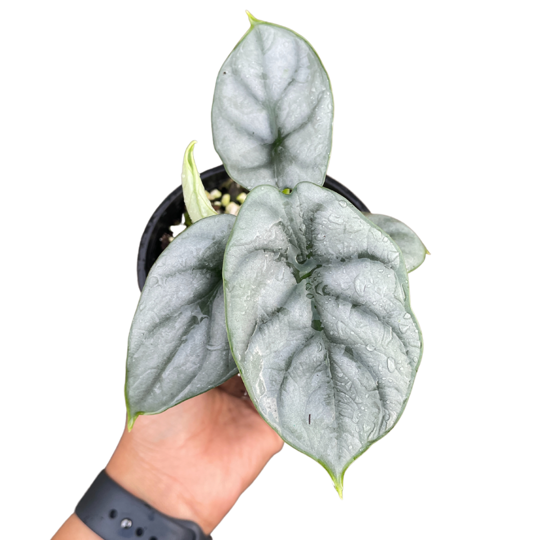 Alocasia silver dragon