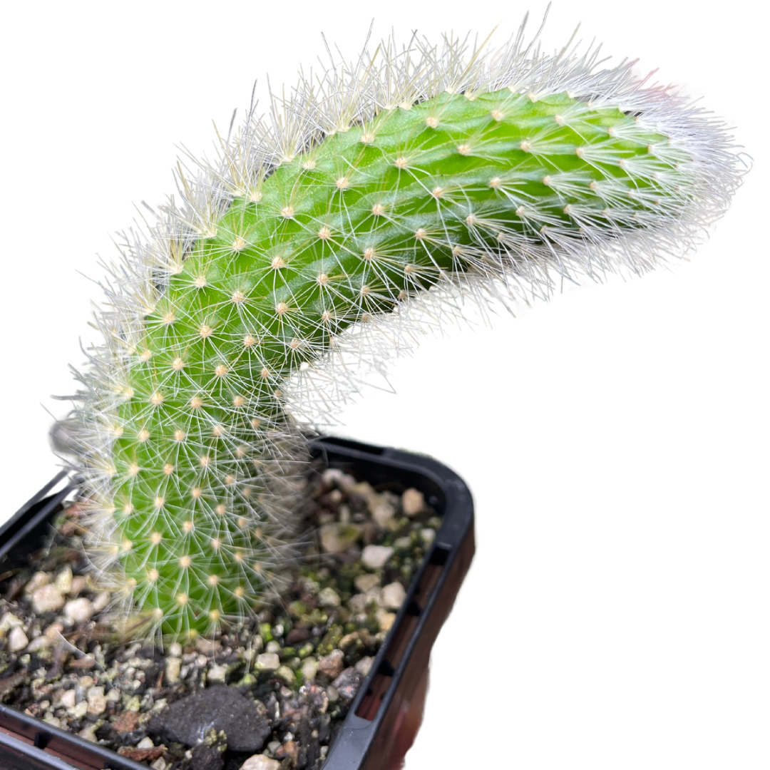 Monkey’s Tail Cactus - Wera Plants