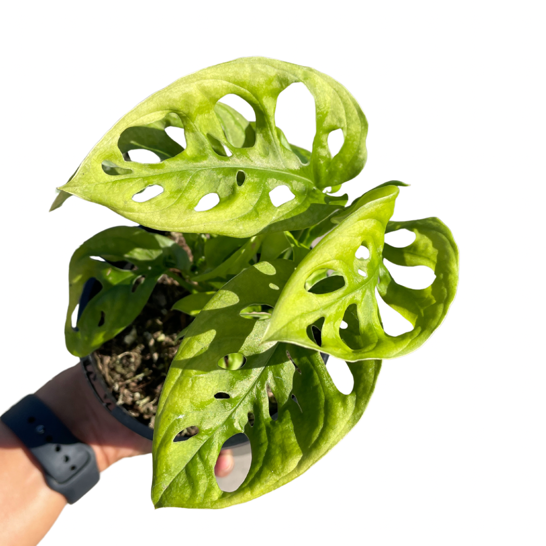 Monstera Lechleriana Monkey Mask - Wera Plants