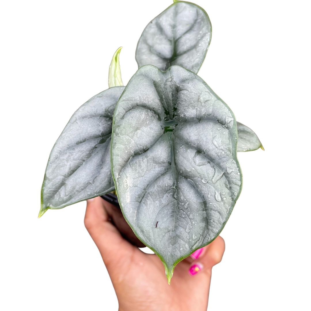 Silver dragon alocasias