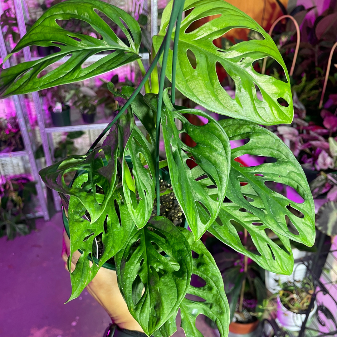 Monstera Lechleriana Monkey Mask - Wera Plants