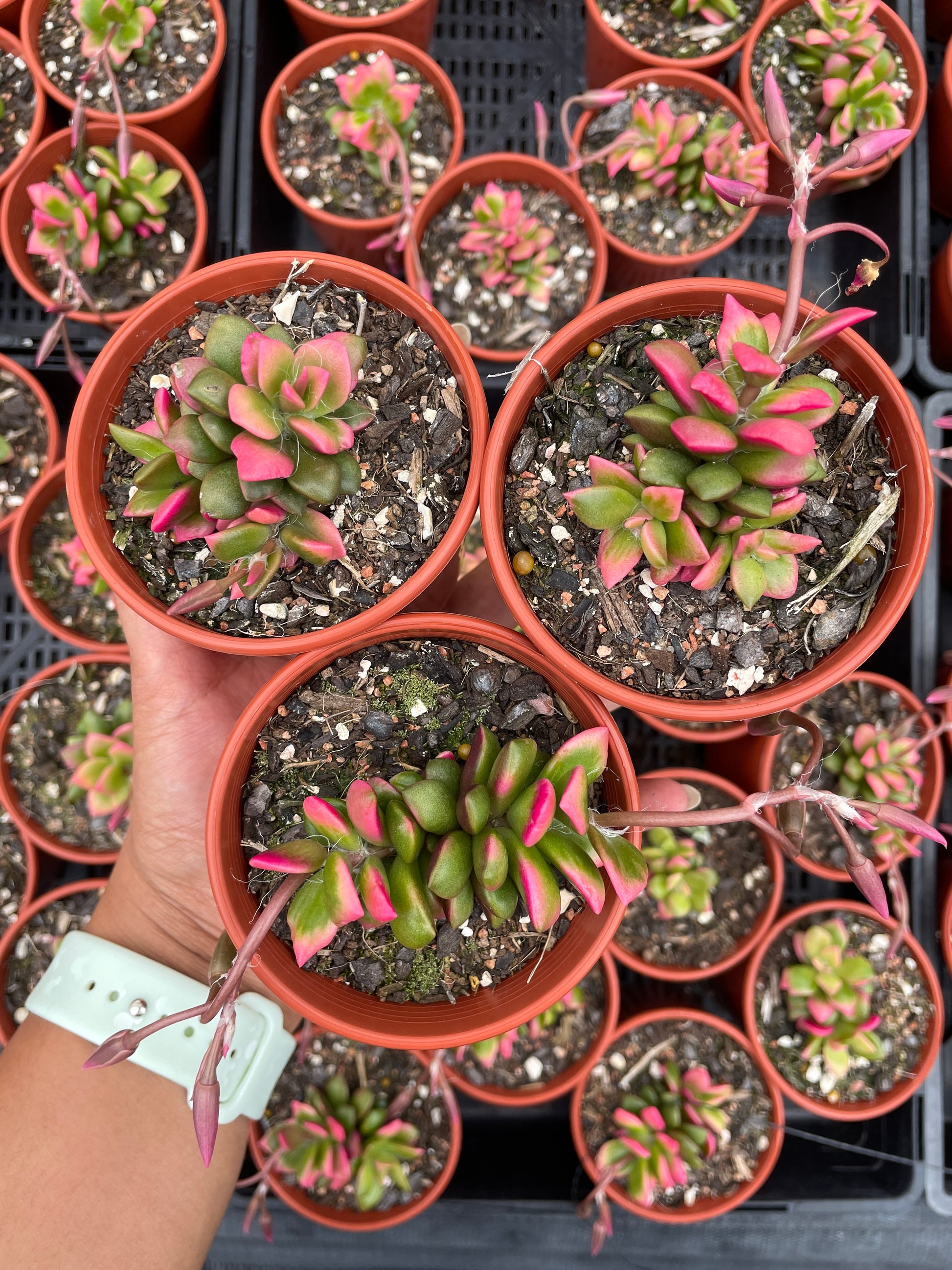 Anacampseros Telephiastrum aka Sunrise Succulent - Wera Plants