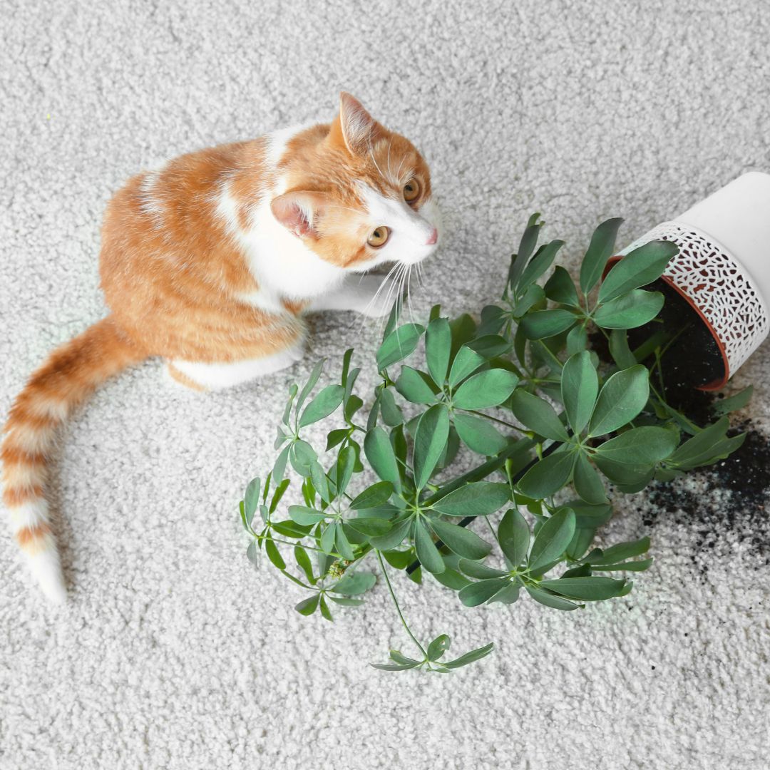 🌿 Pet-Friendly Indoor Plants: Safe & Stylish Greens for Your Home