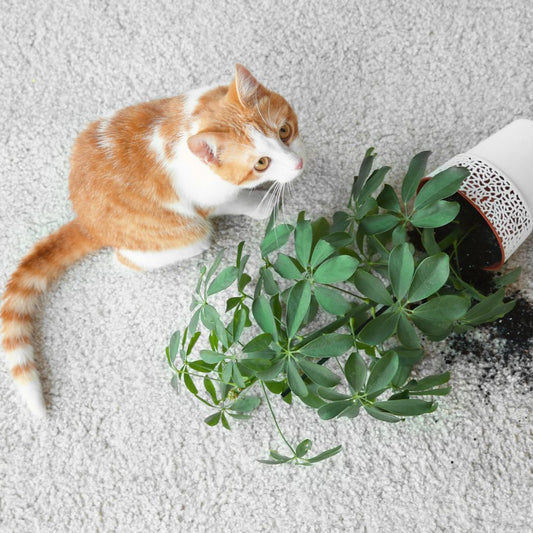 🌿 Pet-Friendly Indoor Plants: Safe & Stylish Greens for Your Home