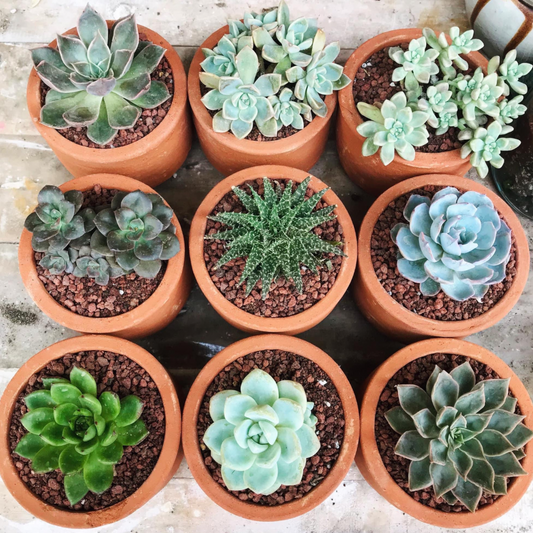Summer Care for your Succulents and Cactus
