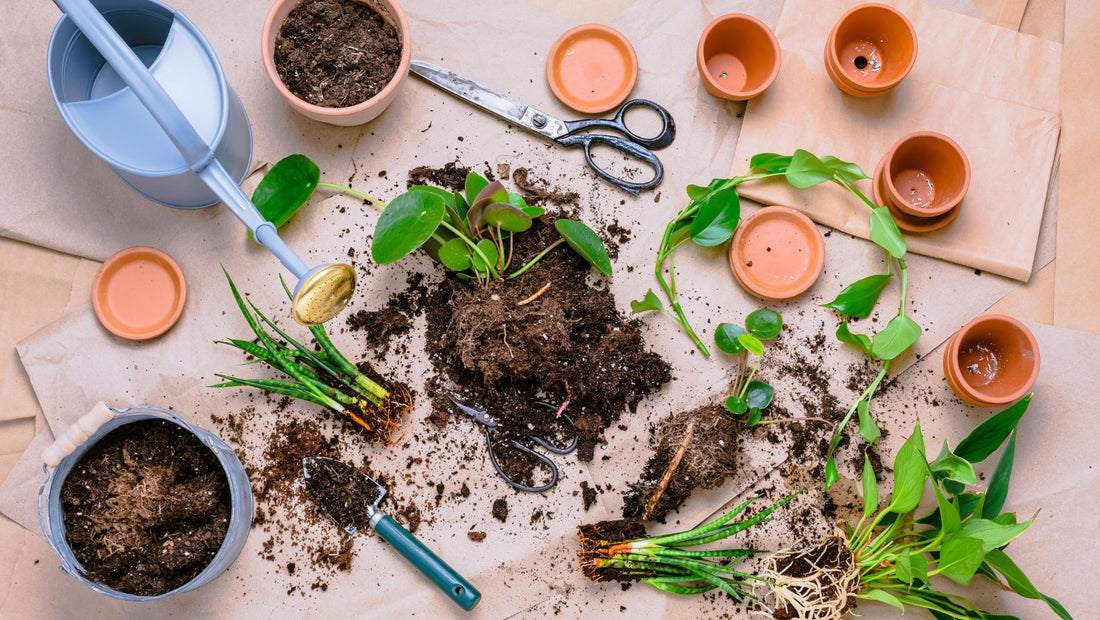 4 Common Mistakes to Avoid as a Beginner Plant Parent