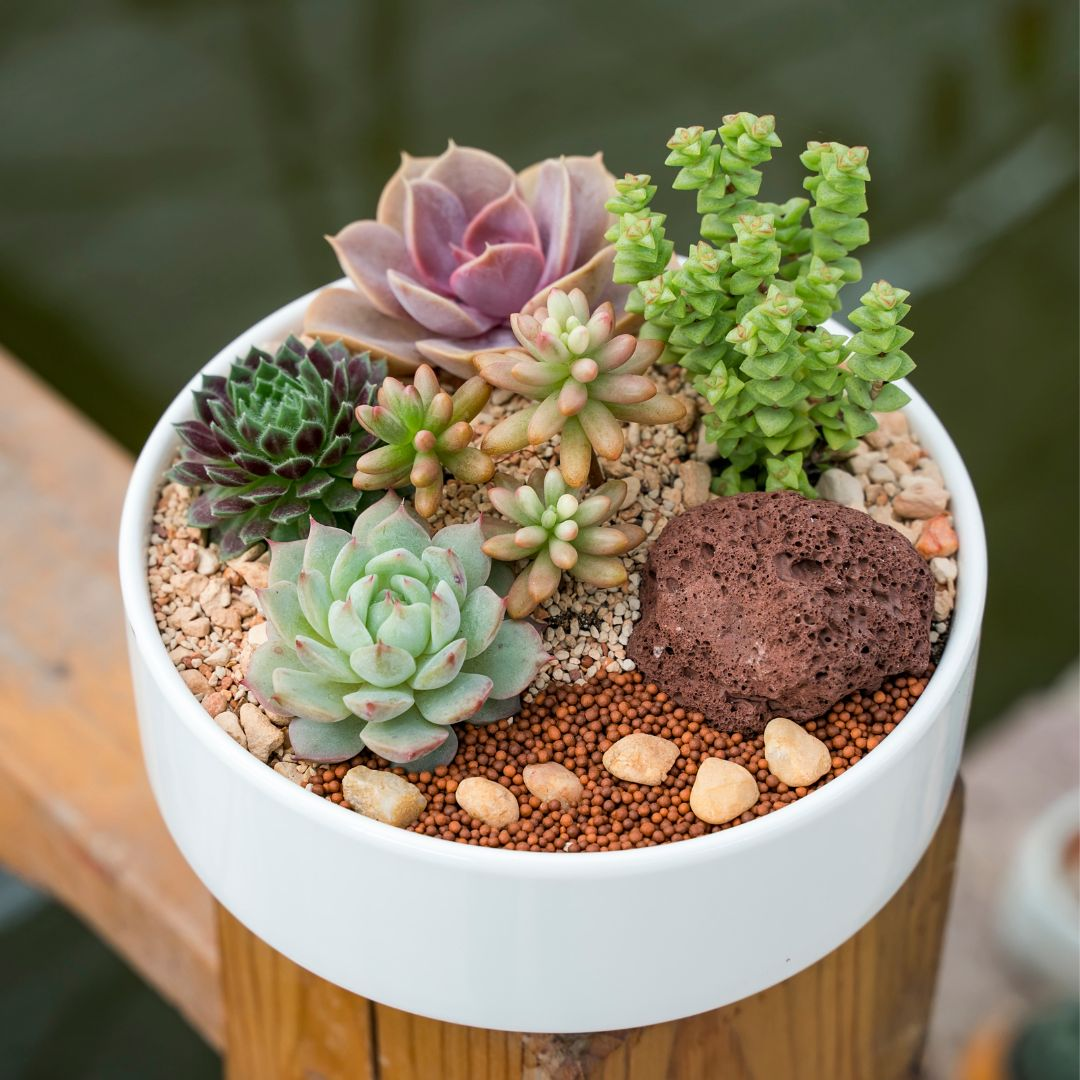 All Succulents