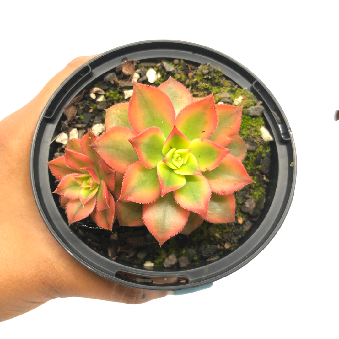 Aeonium