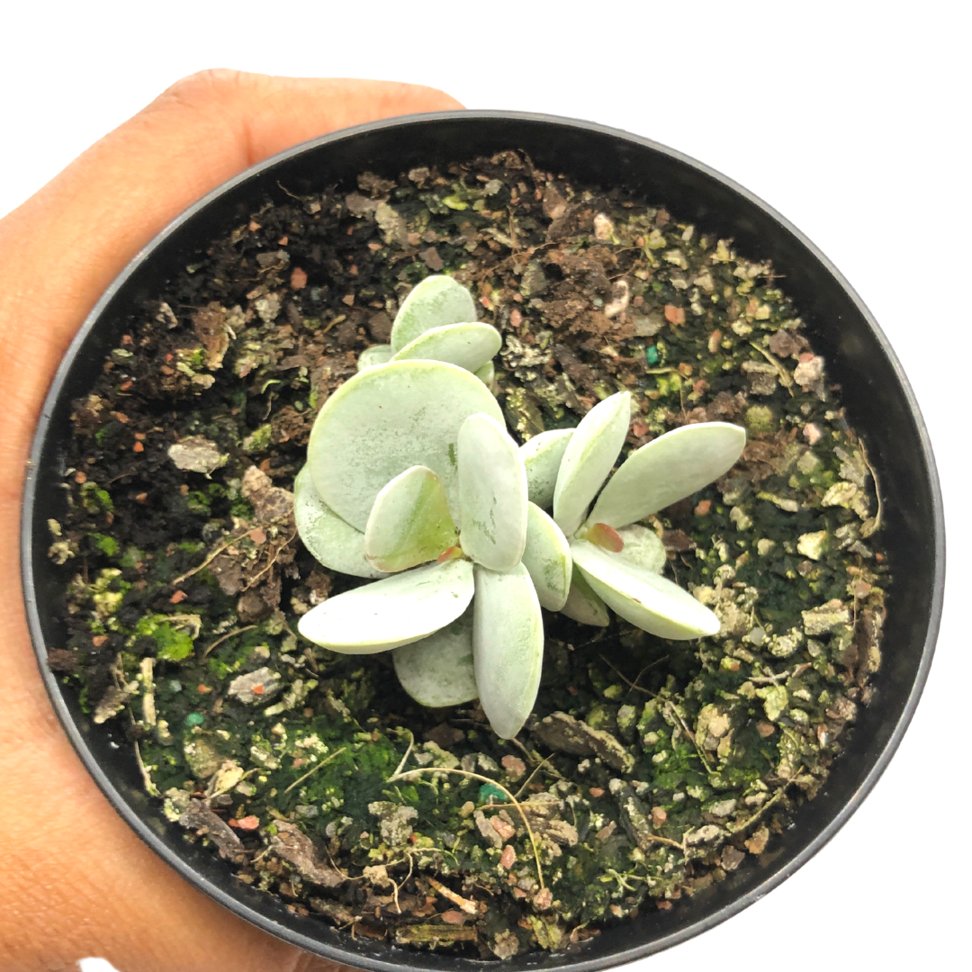 Adromischus