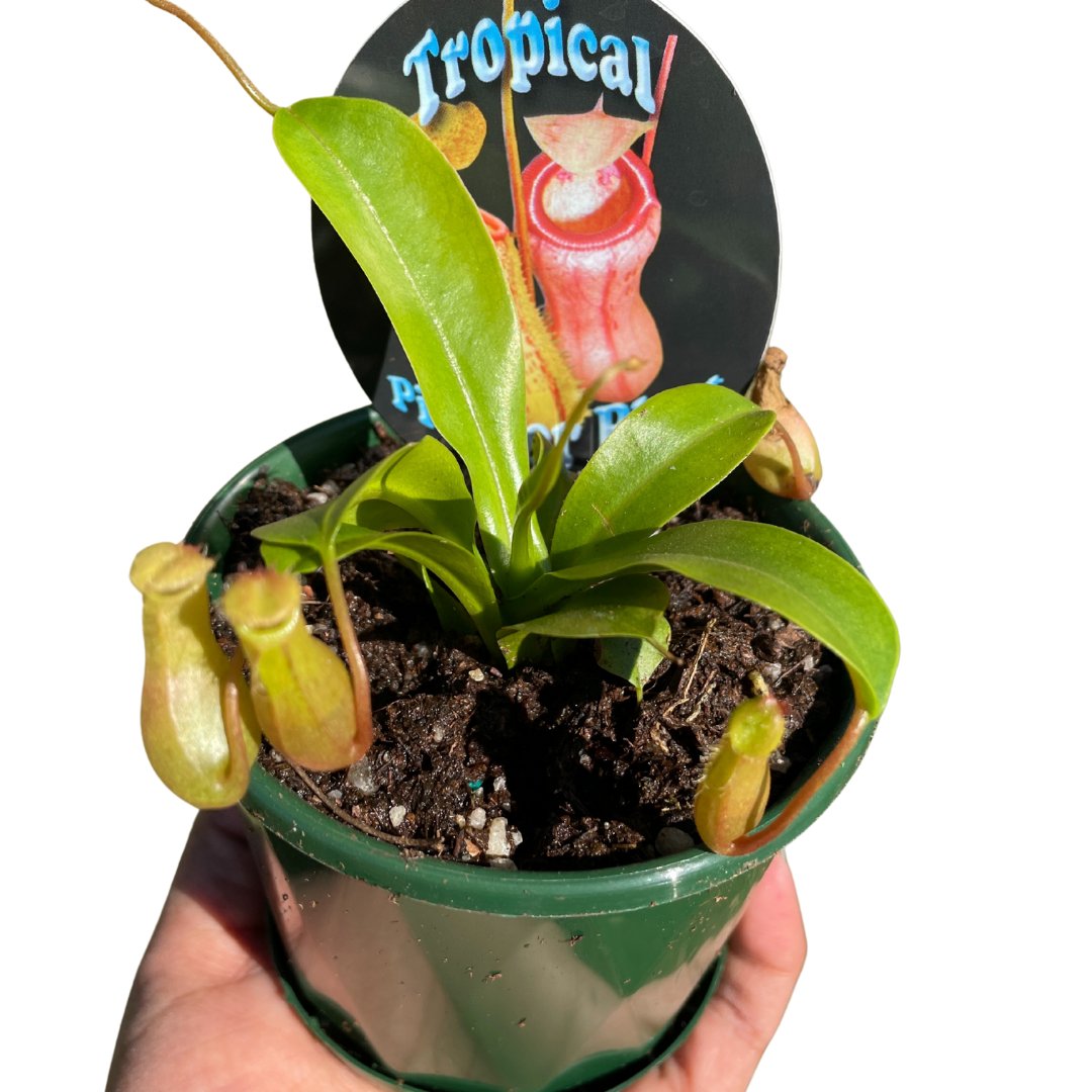 Carnivorous Plants