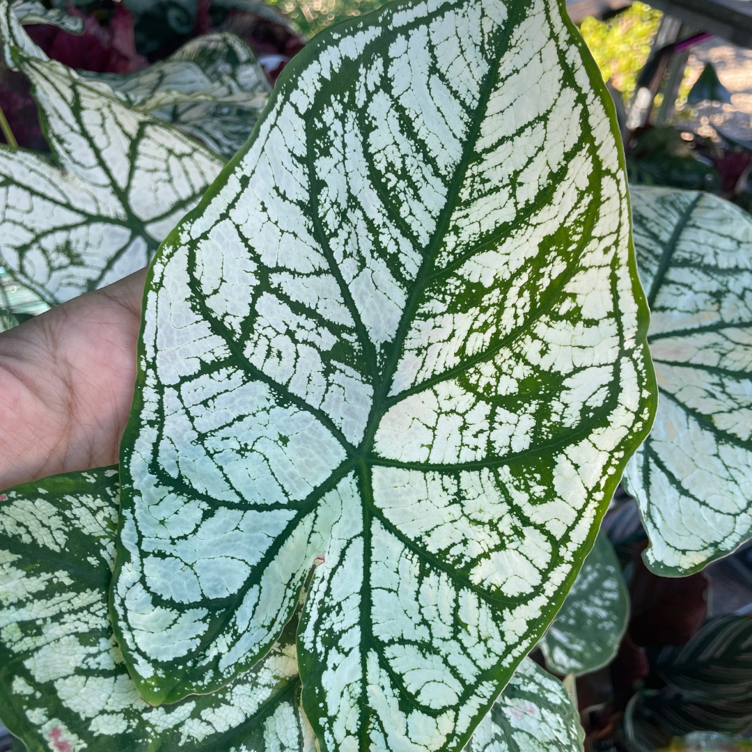 Caladium