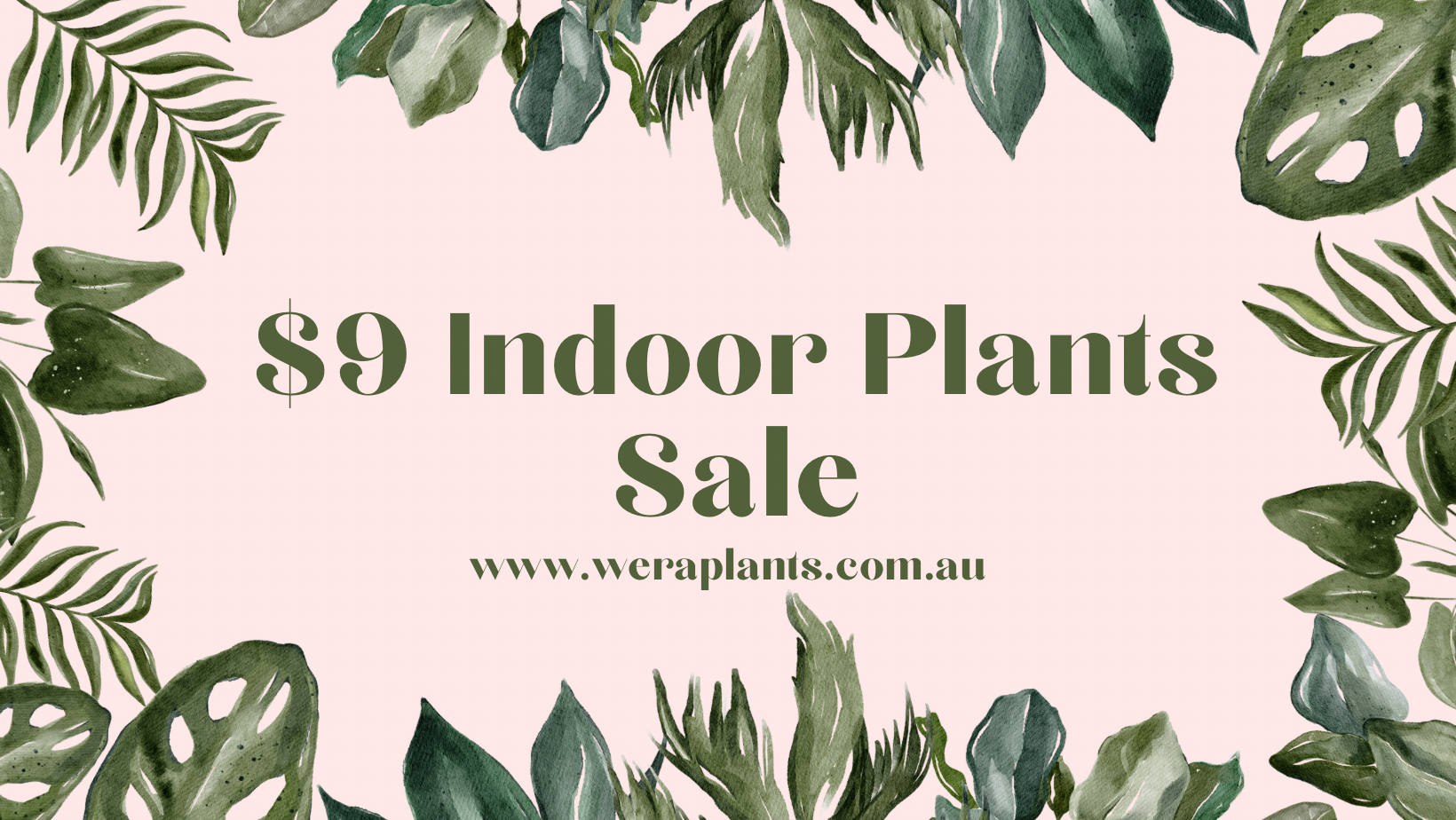 $9 Indoor Plants