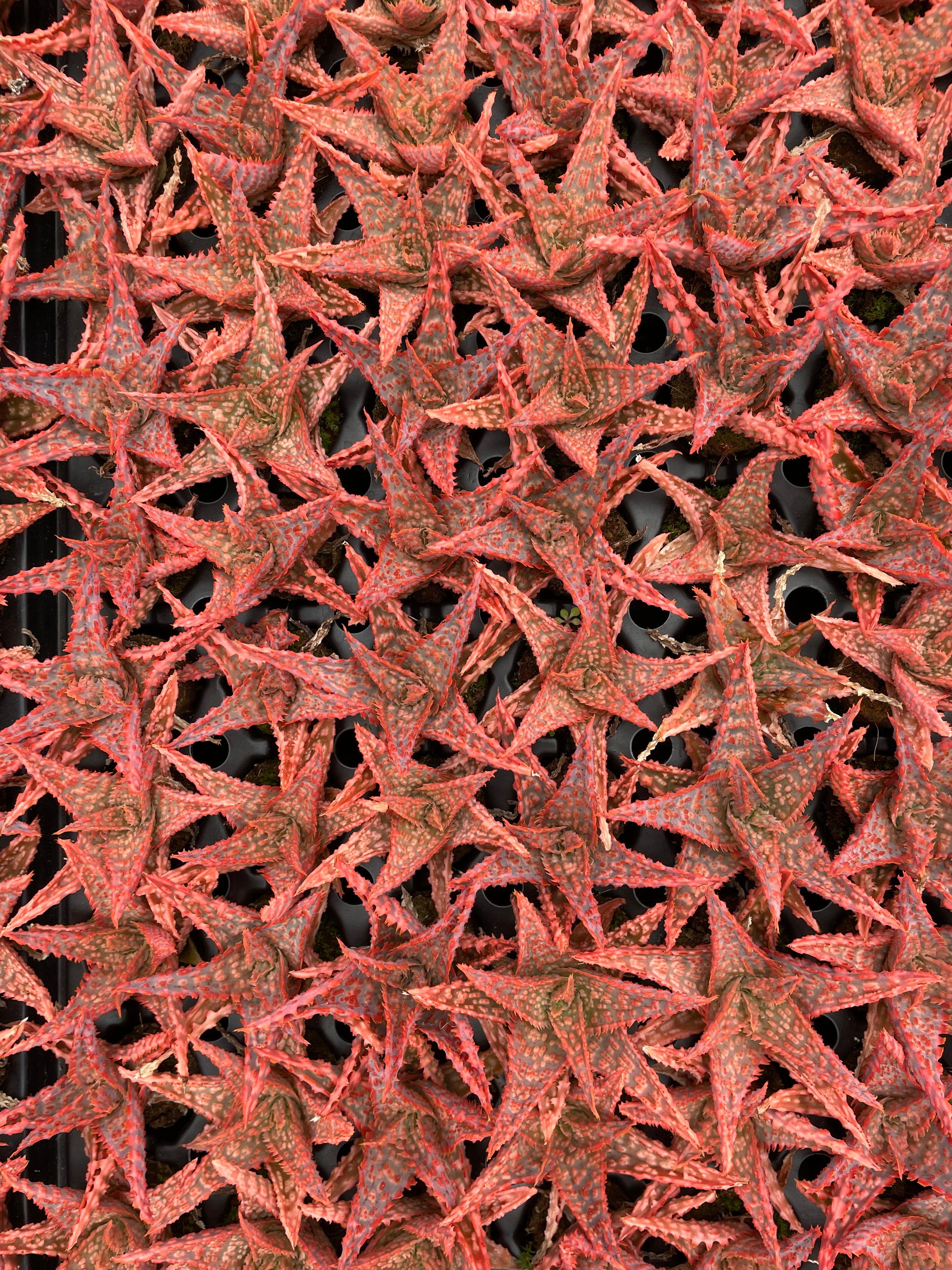 Aloe