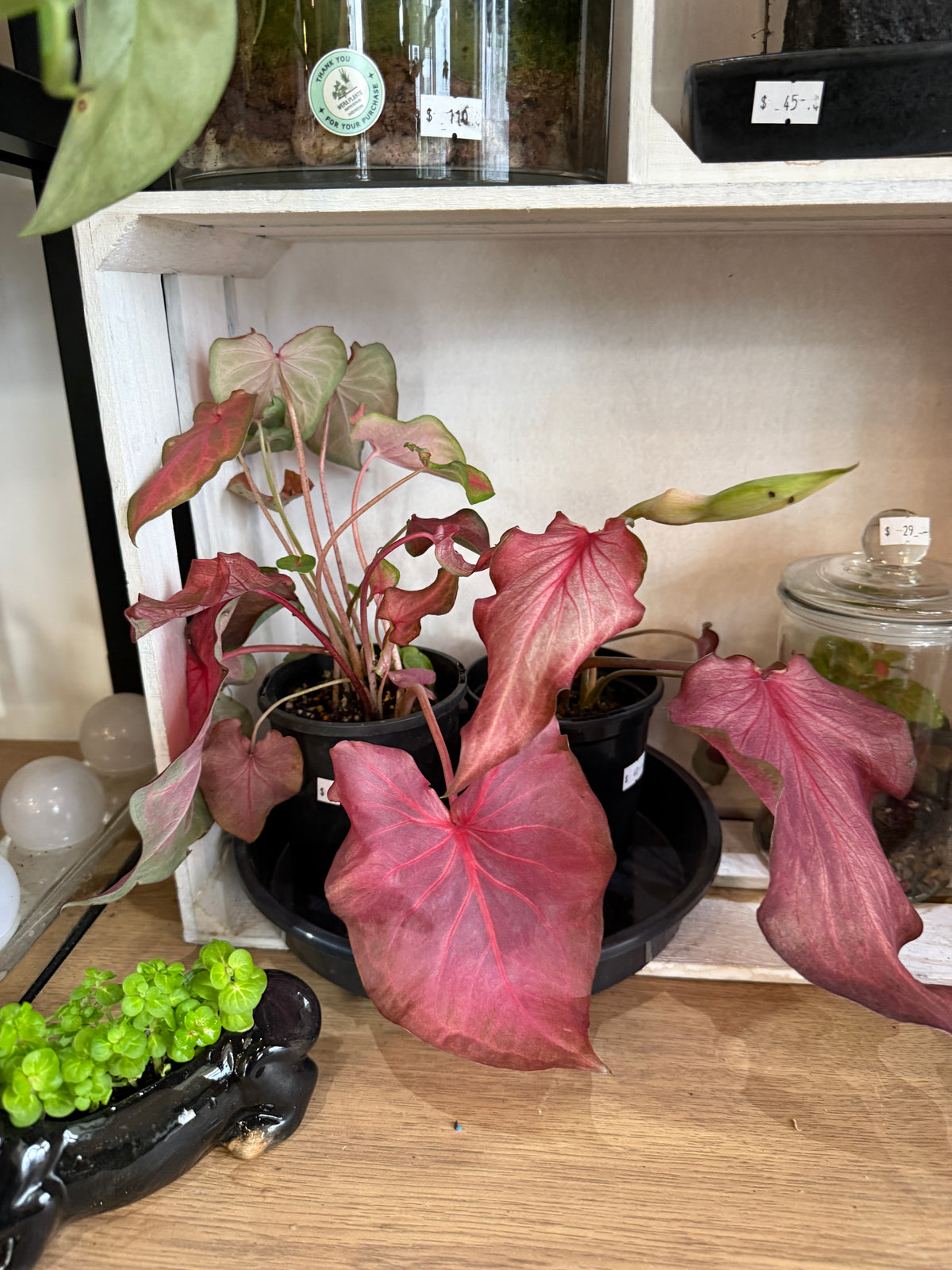 Caladium