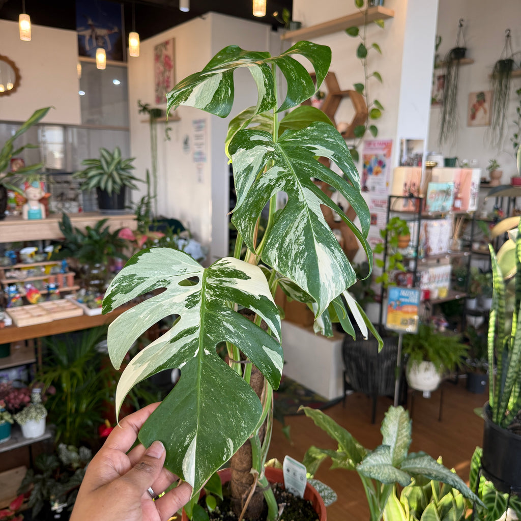 Monstera Albo (Variegated)