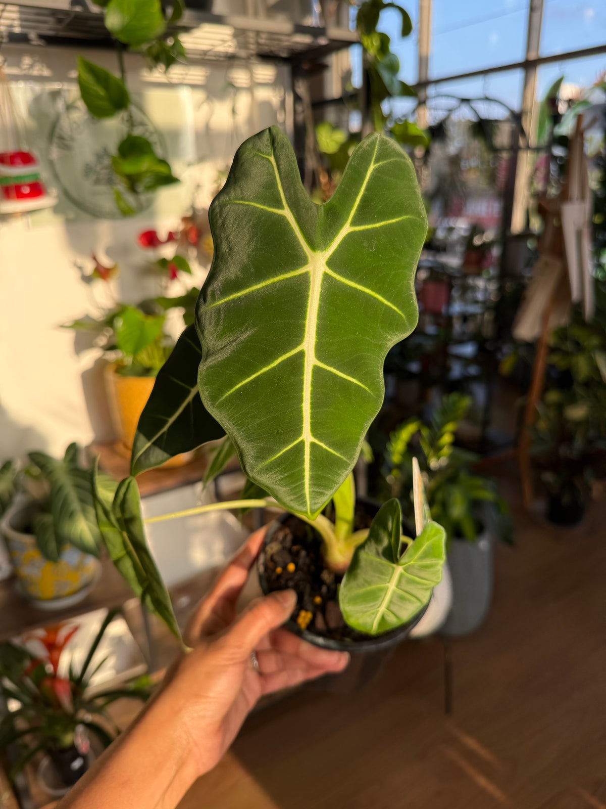 Alocasia Green Velvet