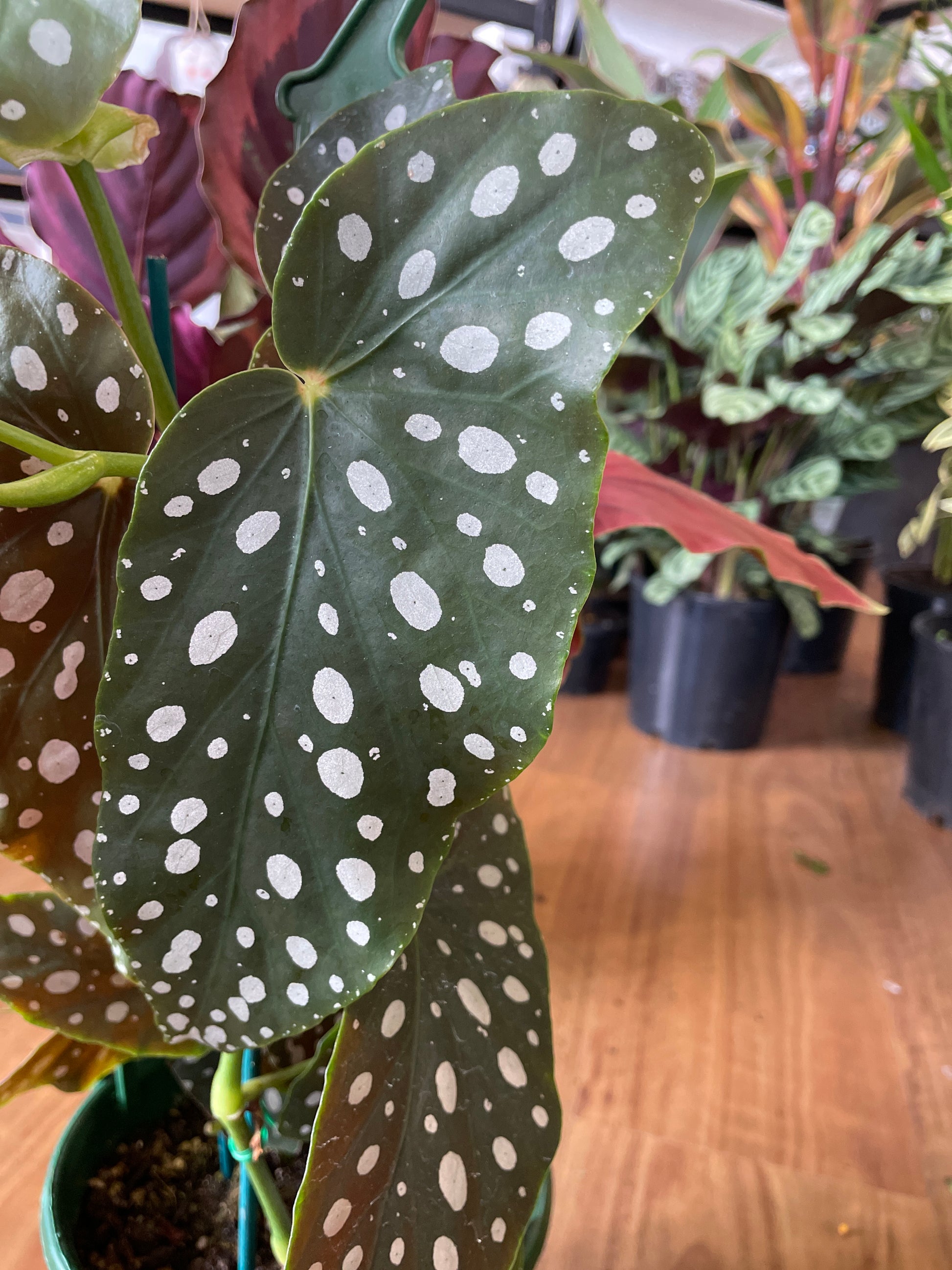 begonia-maculata-angel-wings-pick-up-only