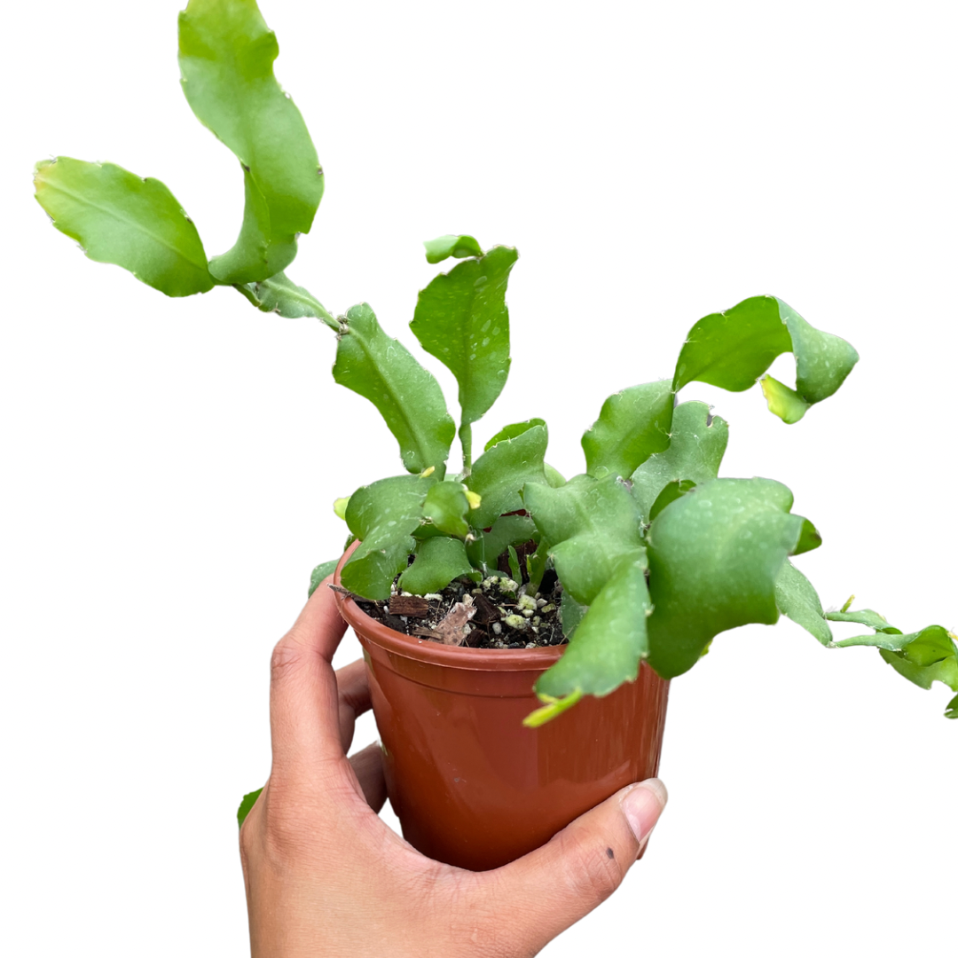 spathiphyllum-jessica