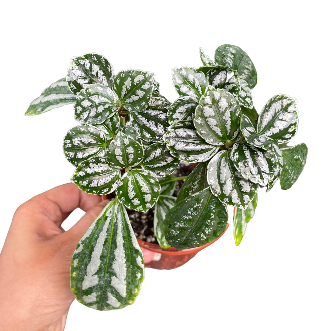 Pilea Aluminium Plant (Small)