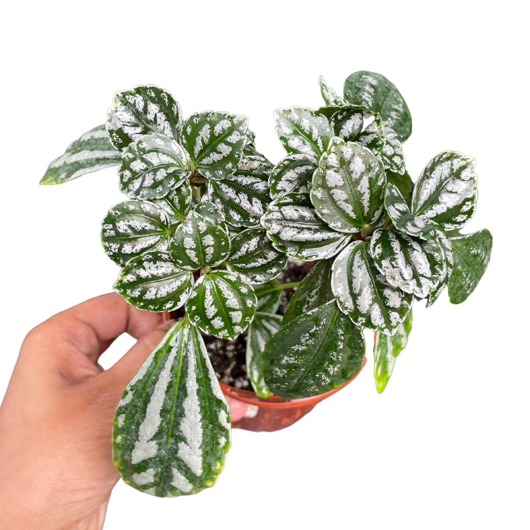 Pilea Aluminium Plant (Small) - Wera Plants