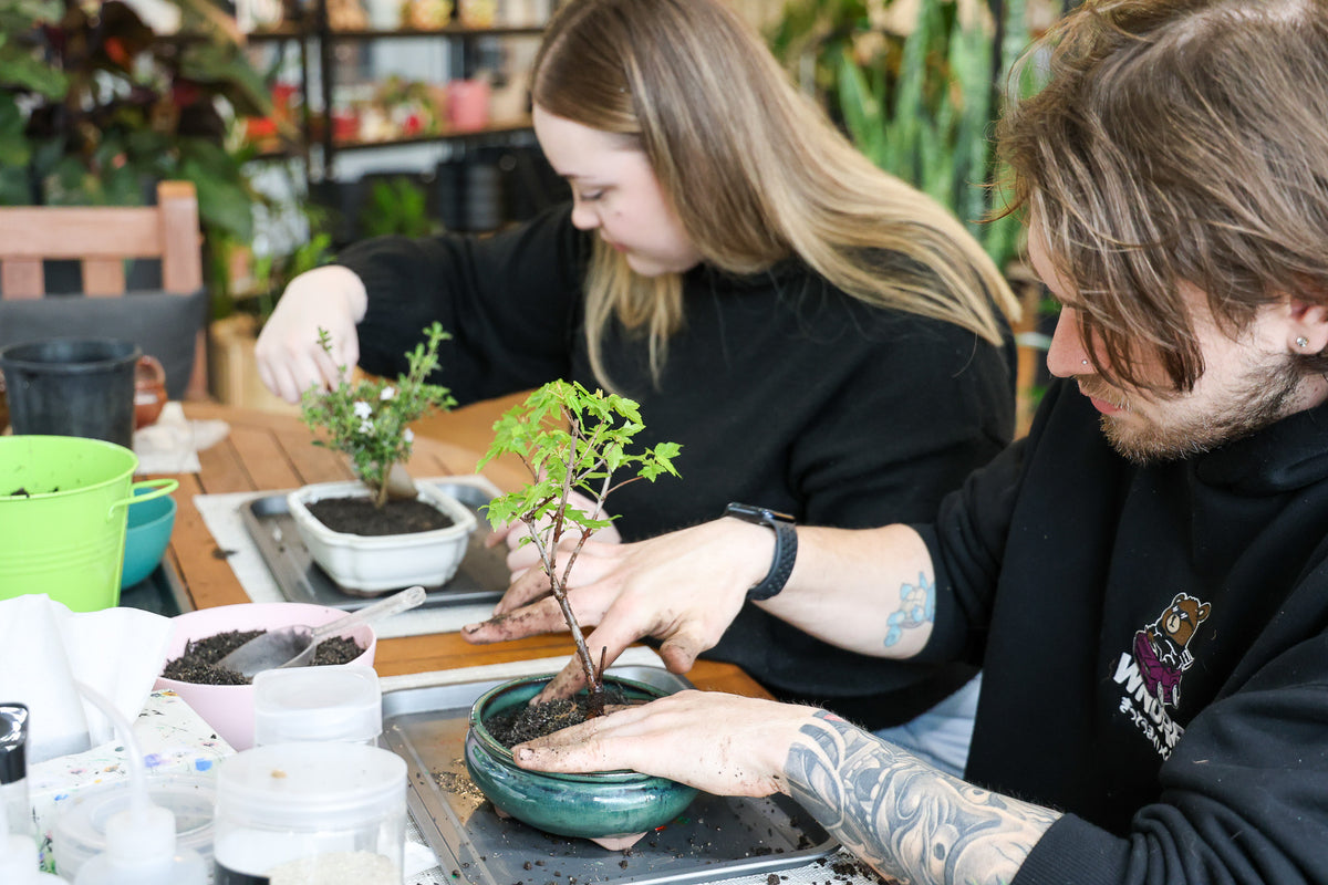 Beginner Bonsai Workshop