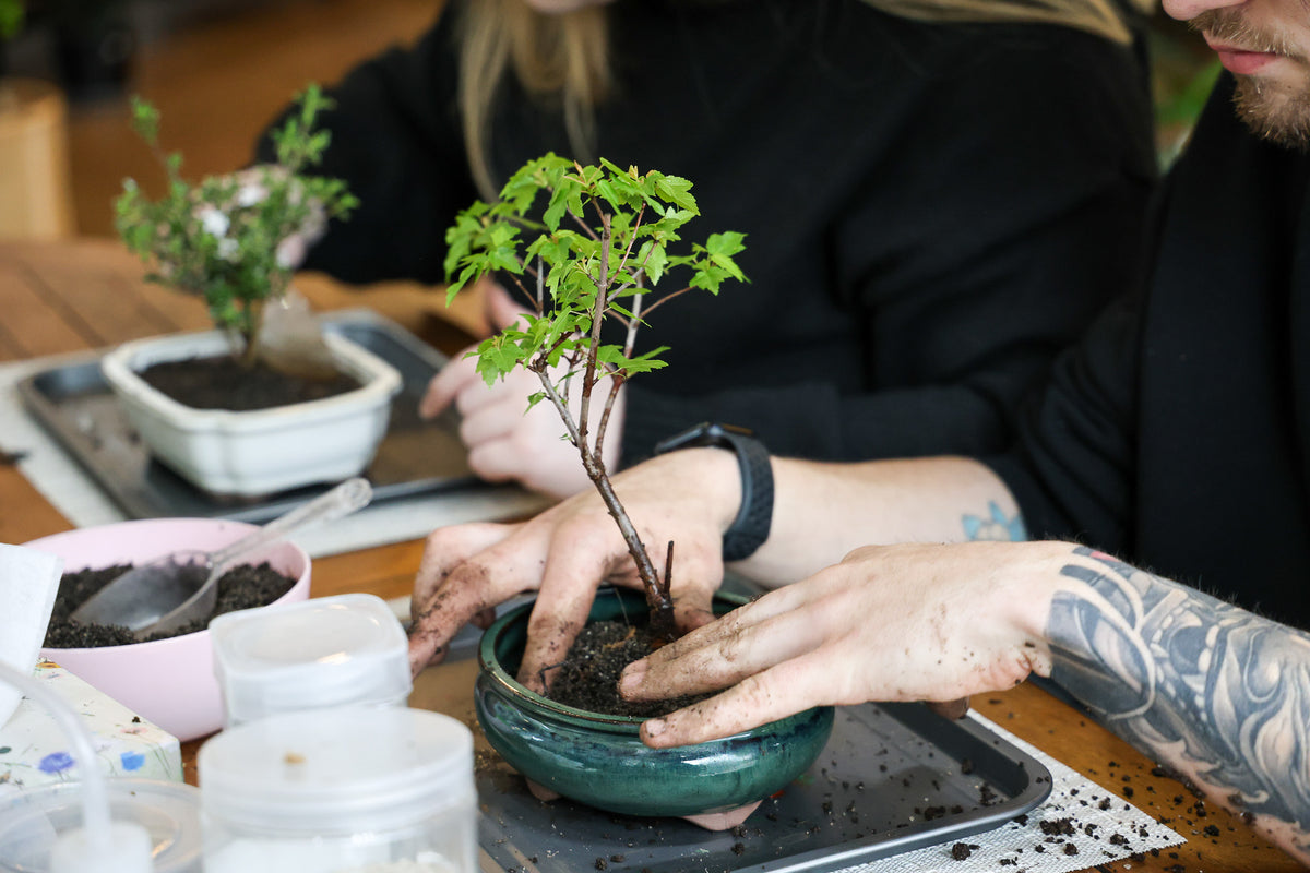 Beginner Bonsai Workshop