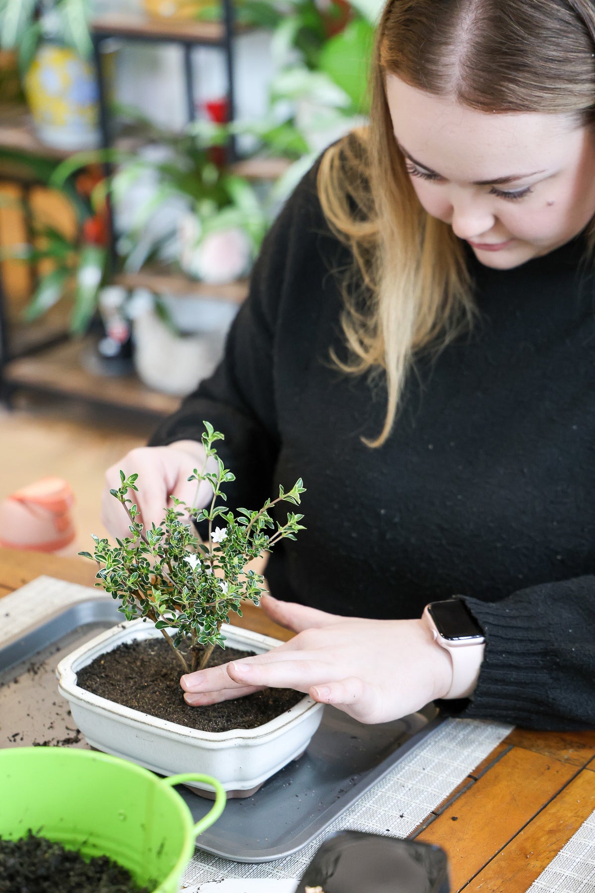 Beginner Bonsai Workshop
