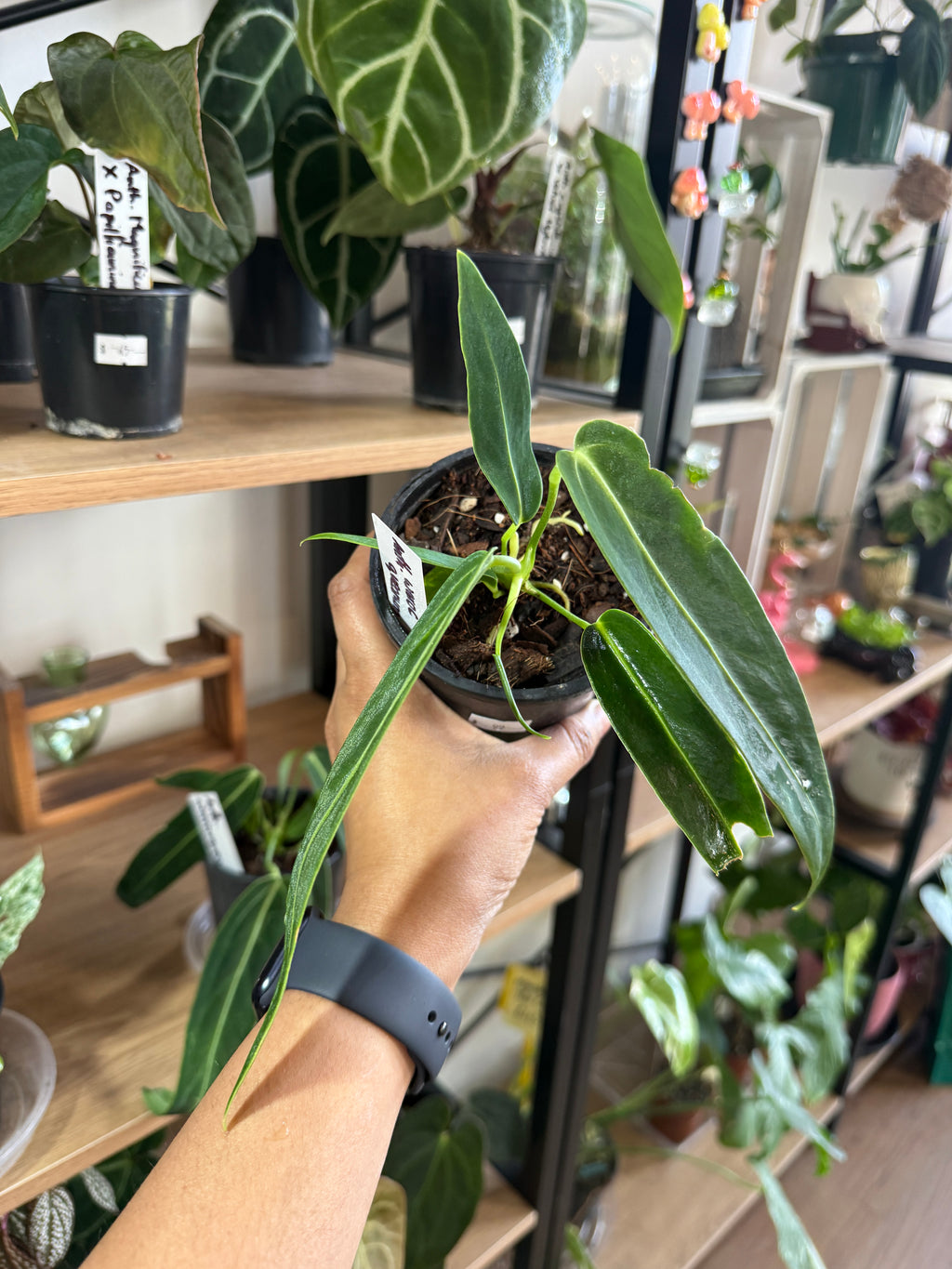 Anthurium Warocqueanum