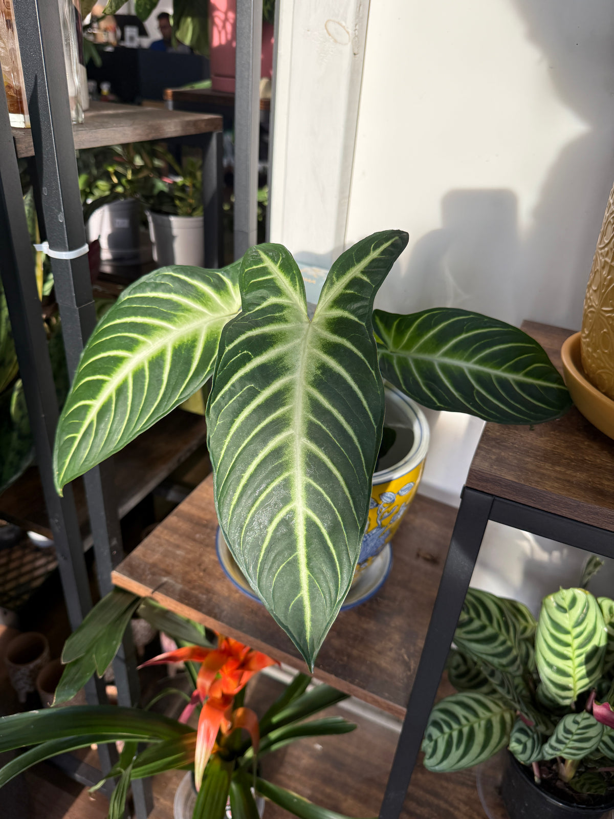 Caladium (Xanthosoma) Lindenii Magnificum