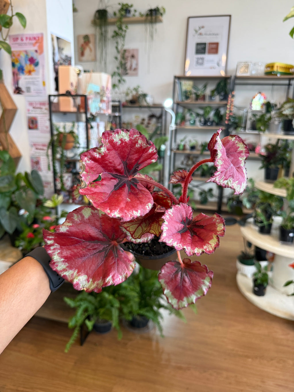 Begonia Rex
