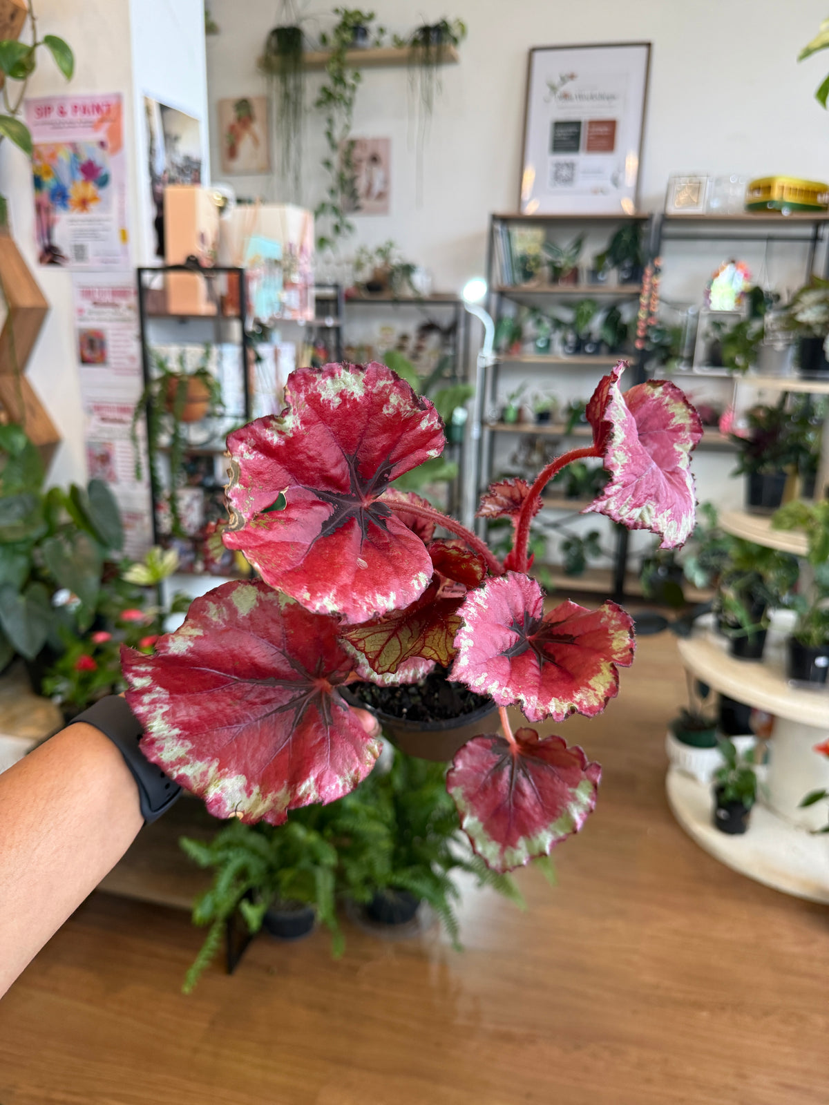 Begonia Rex