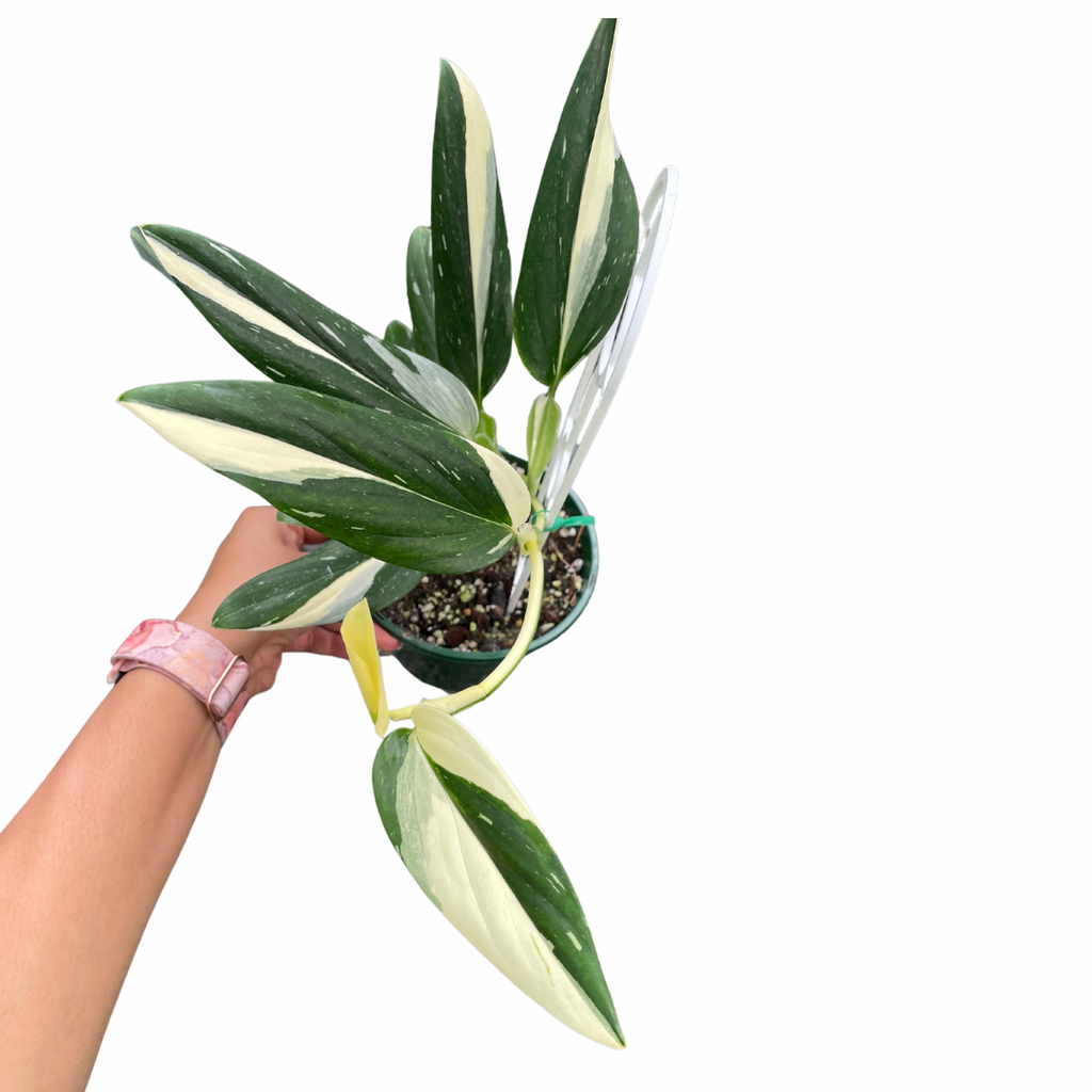 Monstera Standleyana - Wera Plants