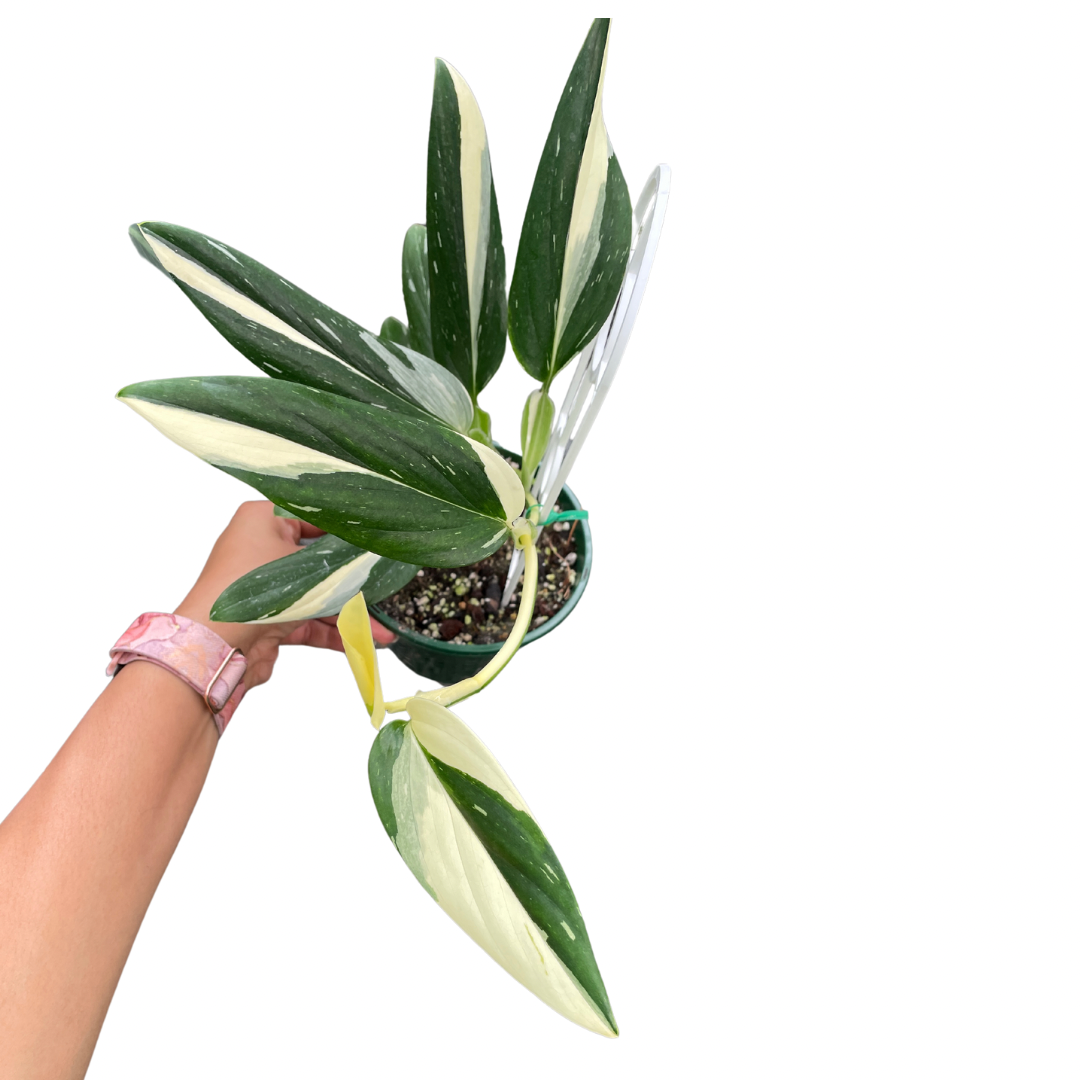 Monstera Standleyana - Wera Plants