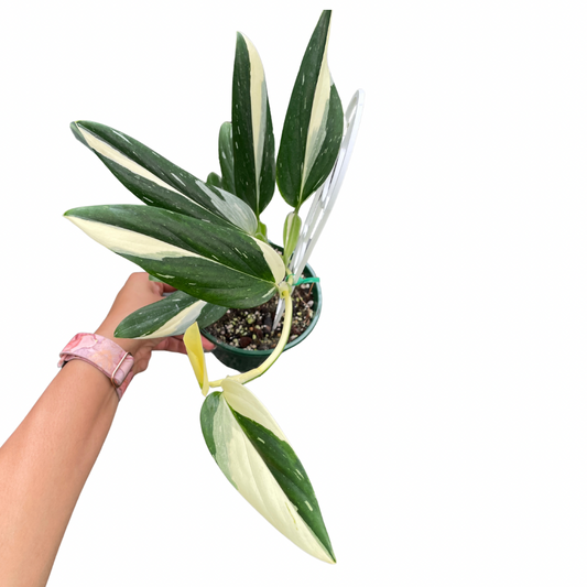 Monstera Standleyana - Wera Plants