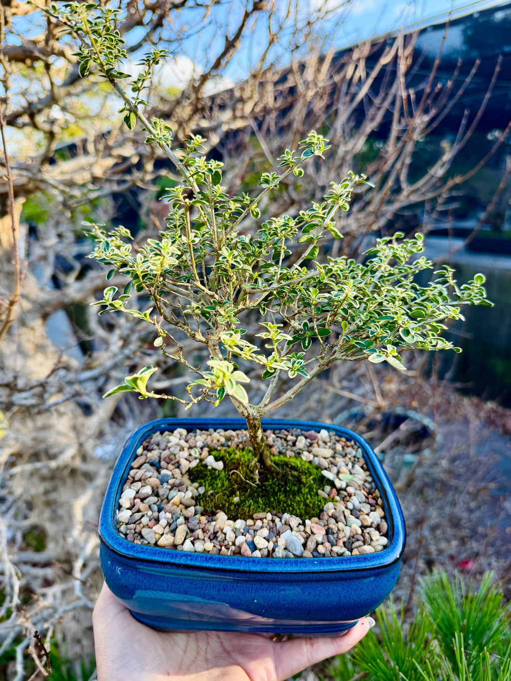 Canberra Bonsai Making Workshop