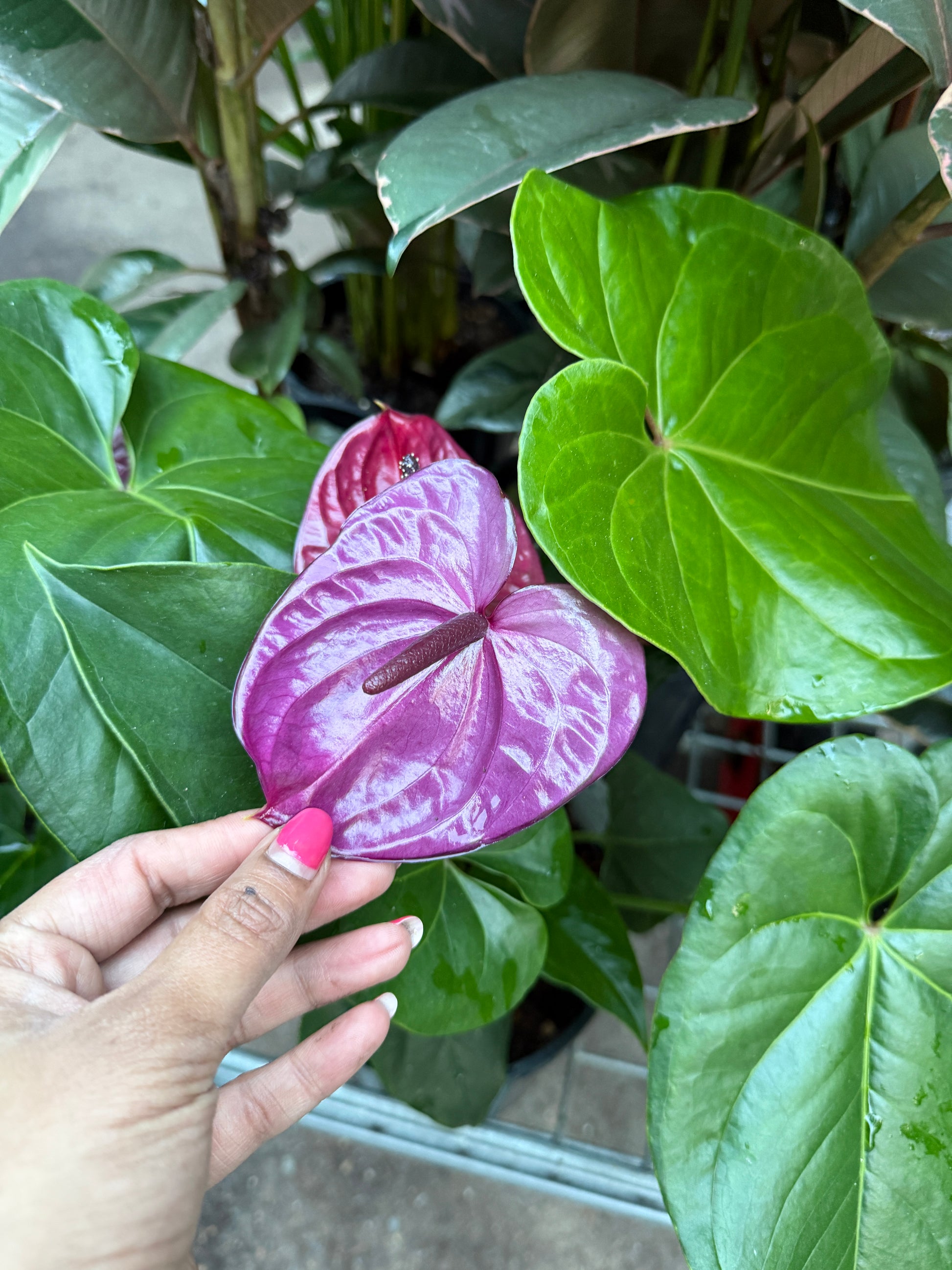 Anthurium Purple Flower