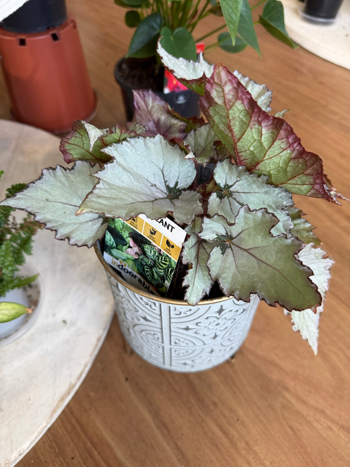 Begonia Rex