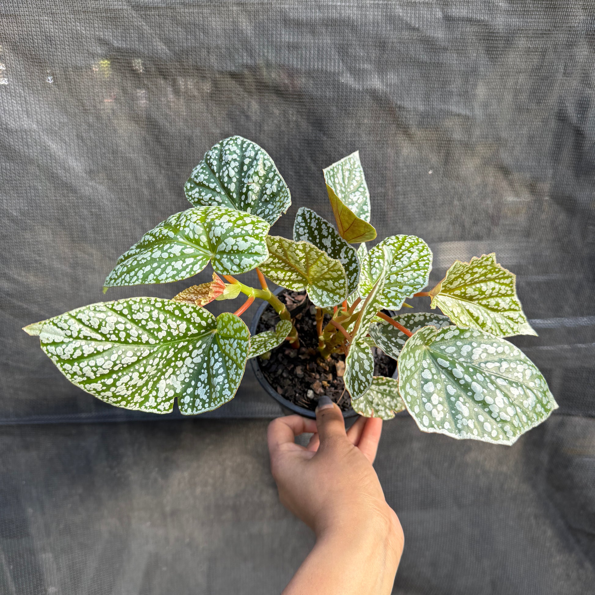 Begonia 'Snowcap'