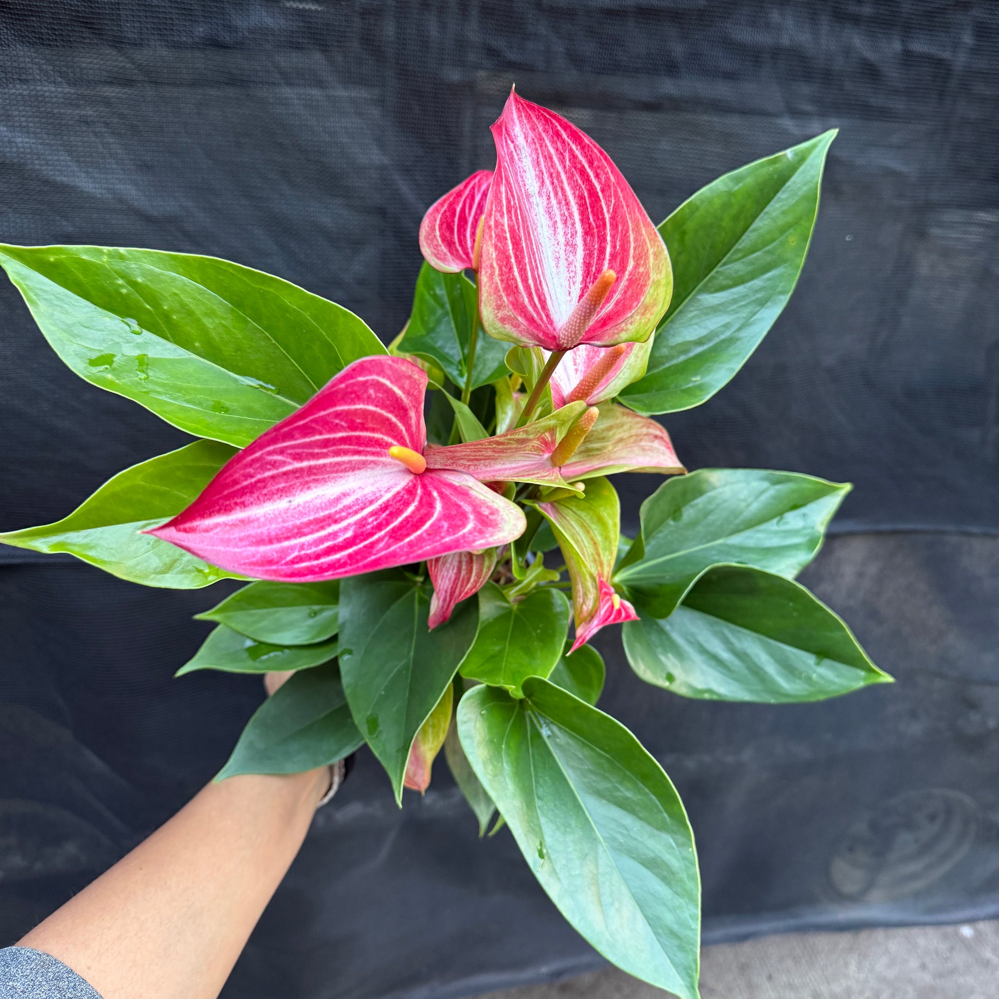 Tropical flowering Anthurium indoor plant home styling